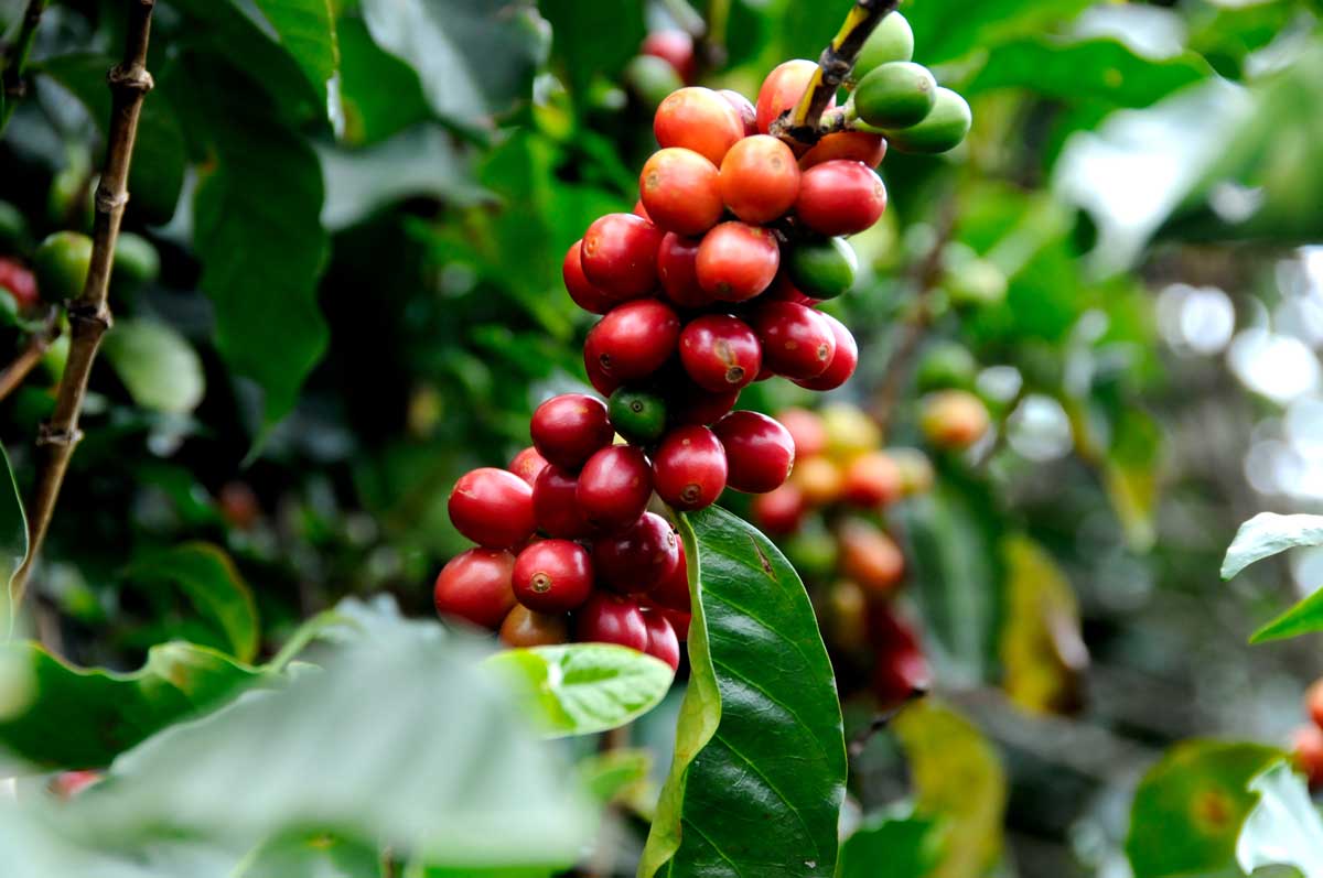 Arabica Coffee Branch with Cheries