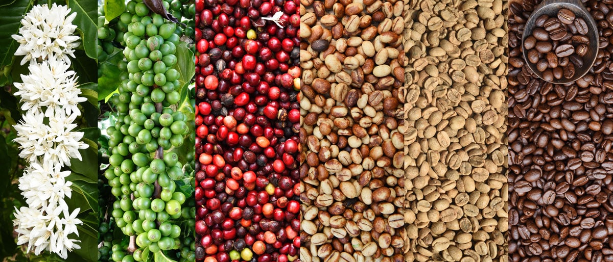 Many Colours Coffee Cherries