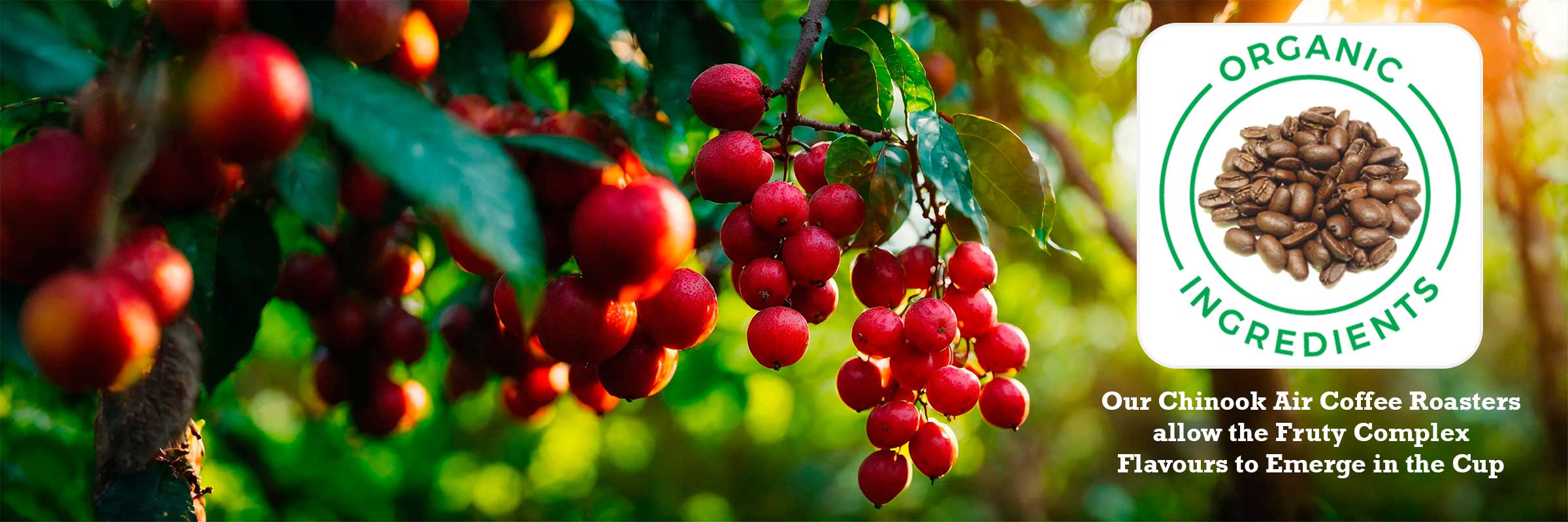 Many Colours Coffee Cherries